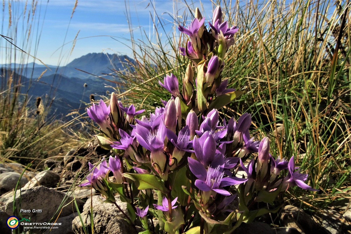 04 Gentiana anisodonta ramosa sul 'Sentiero degli Stradini' con vista in Resegone.JPG